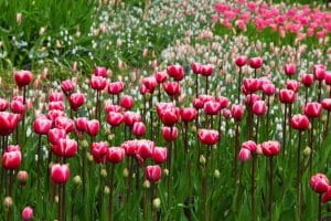 En stor mark fyldt med lyserøde og hvide tulipaner.